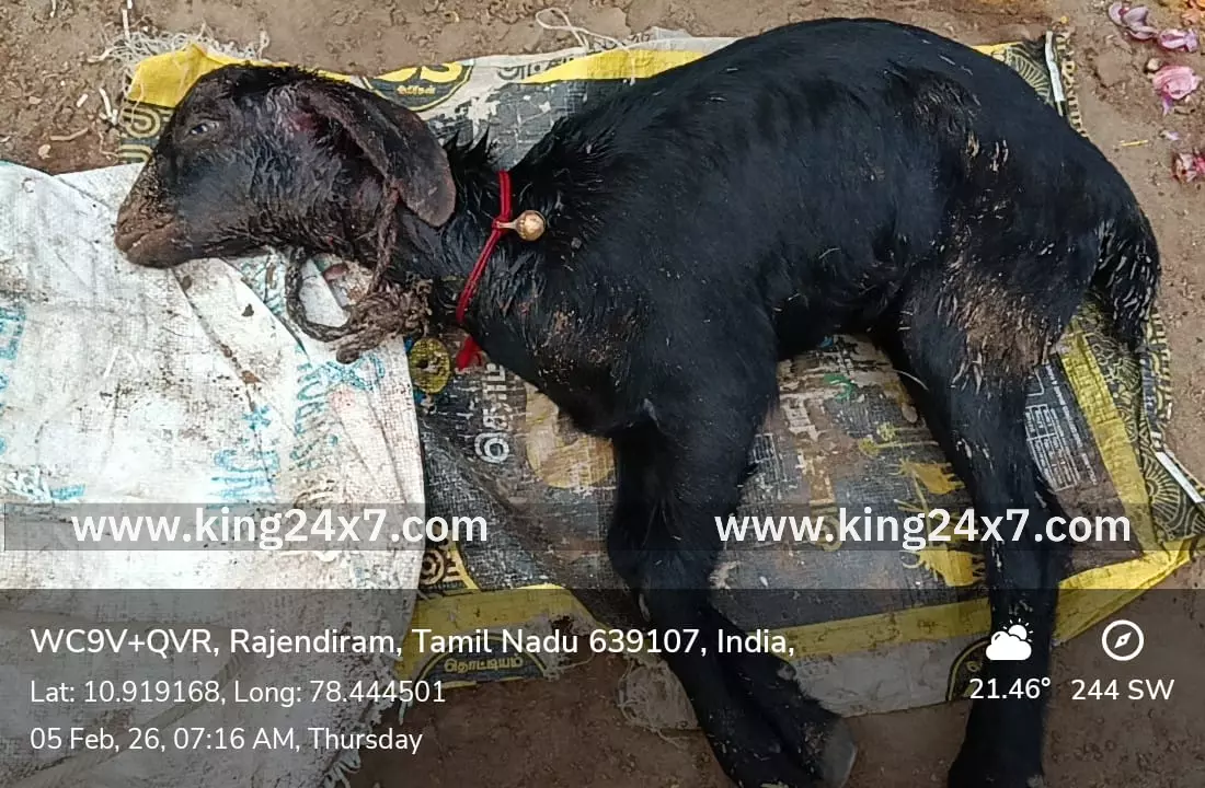 இராஜேந்திரம் கிராமத்தில் தெரு நாய்களால் பொதுமக்கள் அவதி